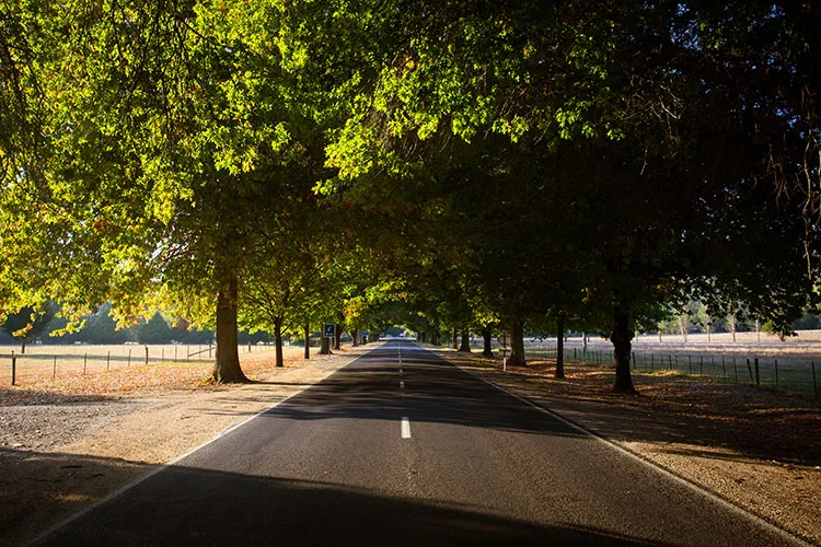 Great Alpine rd